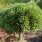 Borovica čierna (Pinus nigra) ´MARIE BREGEON´® – výška 90-100 cm, kont. C5L  - NA KMIENKU
